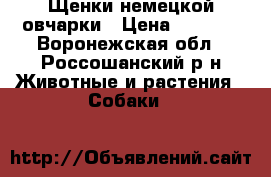 Щенки немецкой овчарки › Цена ­ 7 000 - Воронежская обл., Россошанский р-н Животные и растения » Собаки   